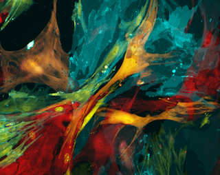 Illustration for article titled These Science Photos Are So Beautiful They're Basically Art